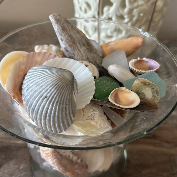 Assorted shells from Florida, Rhode Island, and Cape Cod beaches - Picture 3 of 4